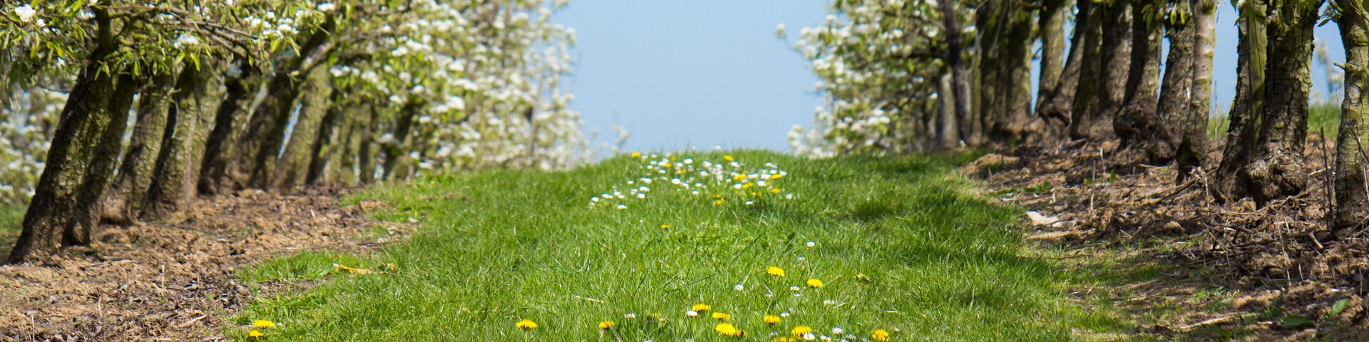 Un sendero bordeado por árboles en flor y una zona de césped con flores amarillas y blancas.