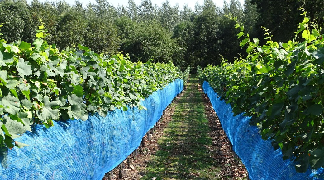 Wijngilde Haspengouw verbouwen wijn.