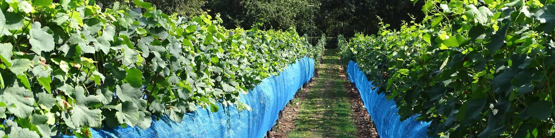 Wijngilde Haspengouw verbouwen wijn.