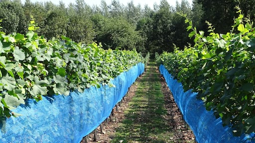 Wijngilde Haspengouw verbouwen wijn.