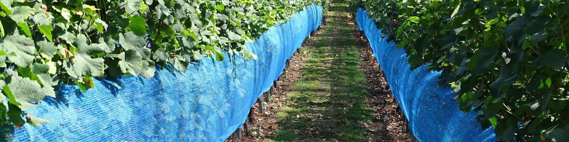 Wijngilde Haspengouw verbouwen wijn.