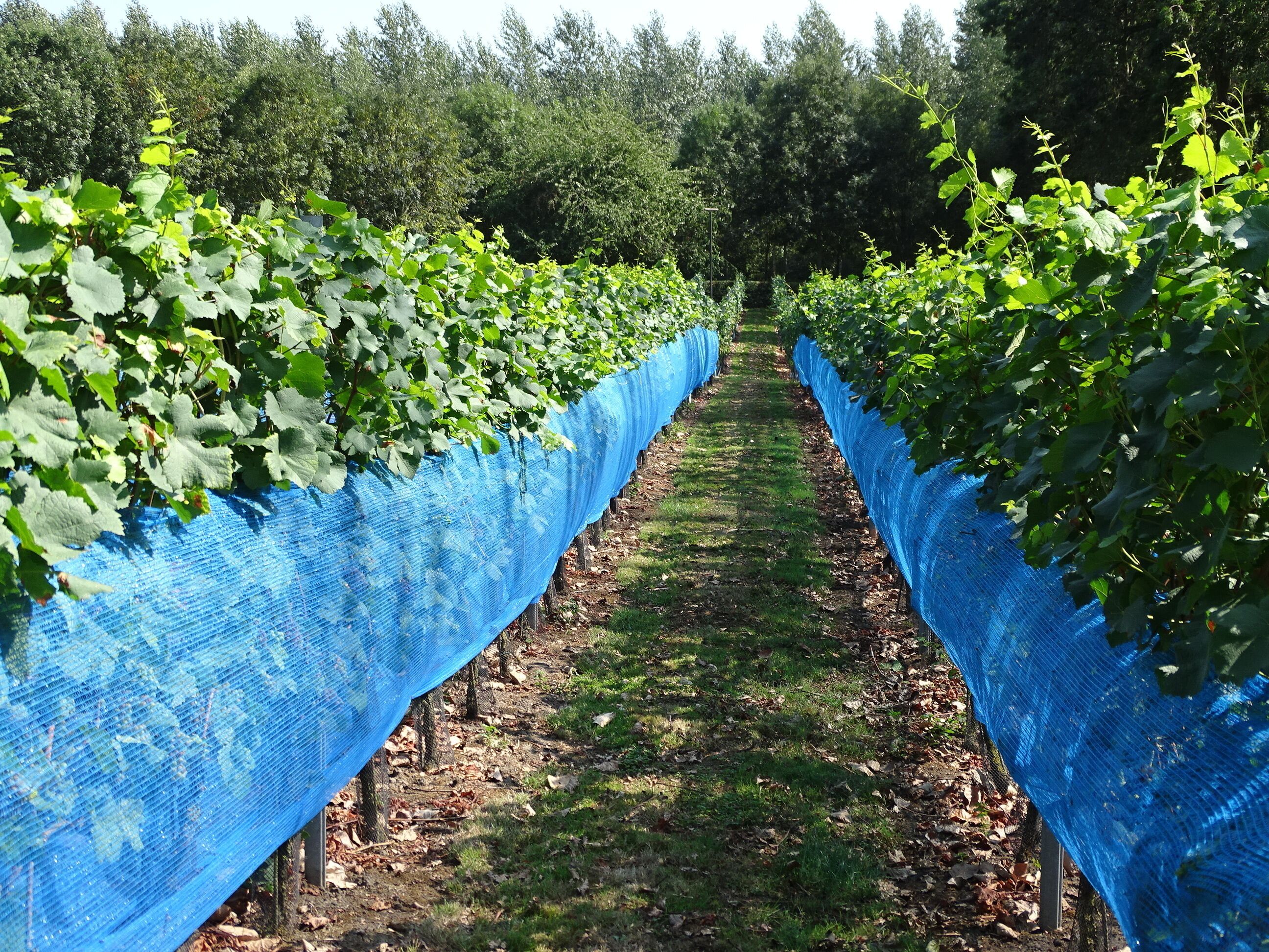 A vineyard with rows of grapevines supported by blue netting.