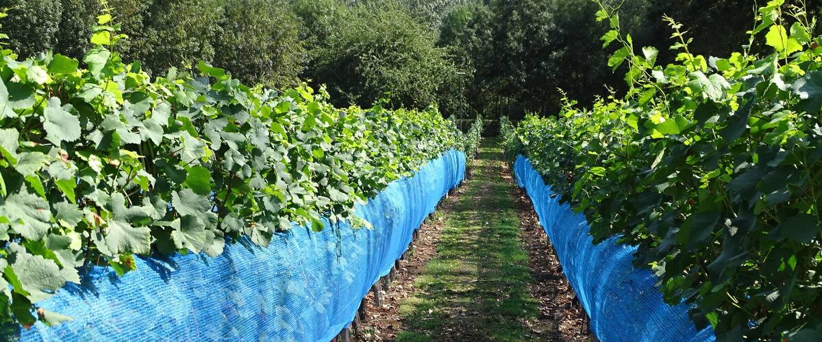 A vineyard with rows of grapevines supported by blue netting.