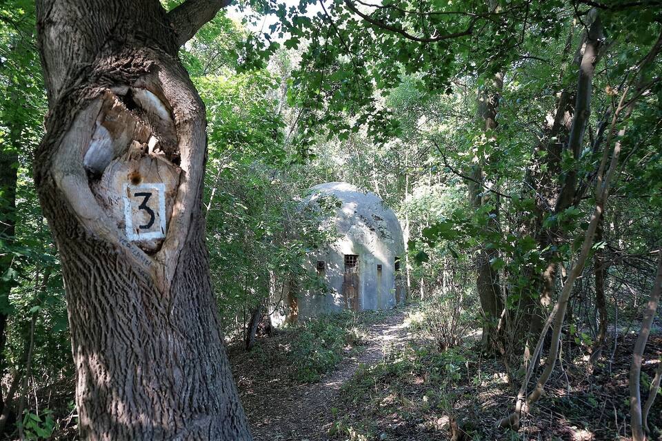 Una zona boschiva con un albero grande contrassegnato dal numero 3 e un edificio fatiscente sullo sfondo.