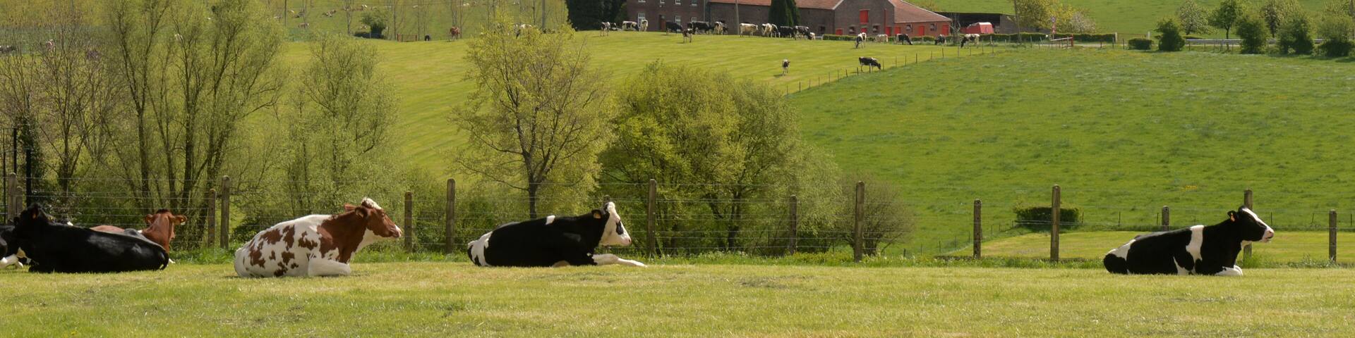 Uitzicht over het land van Herve, in de provincie Luik,Belgie.