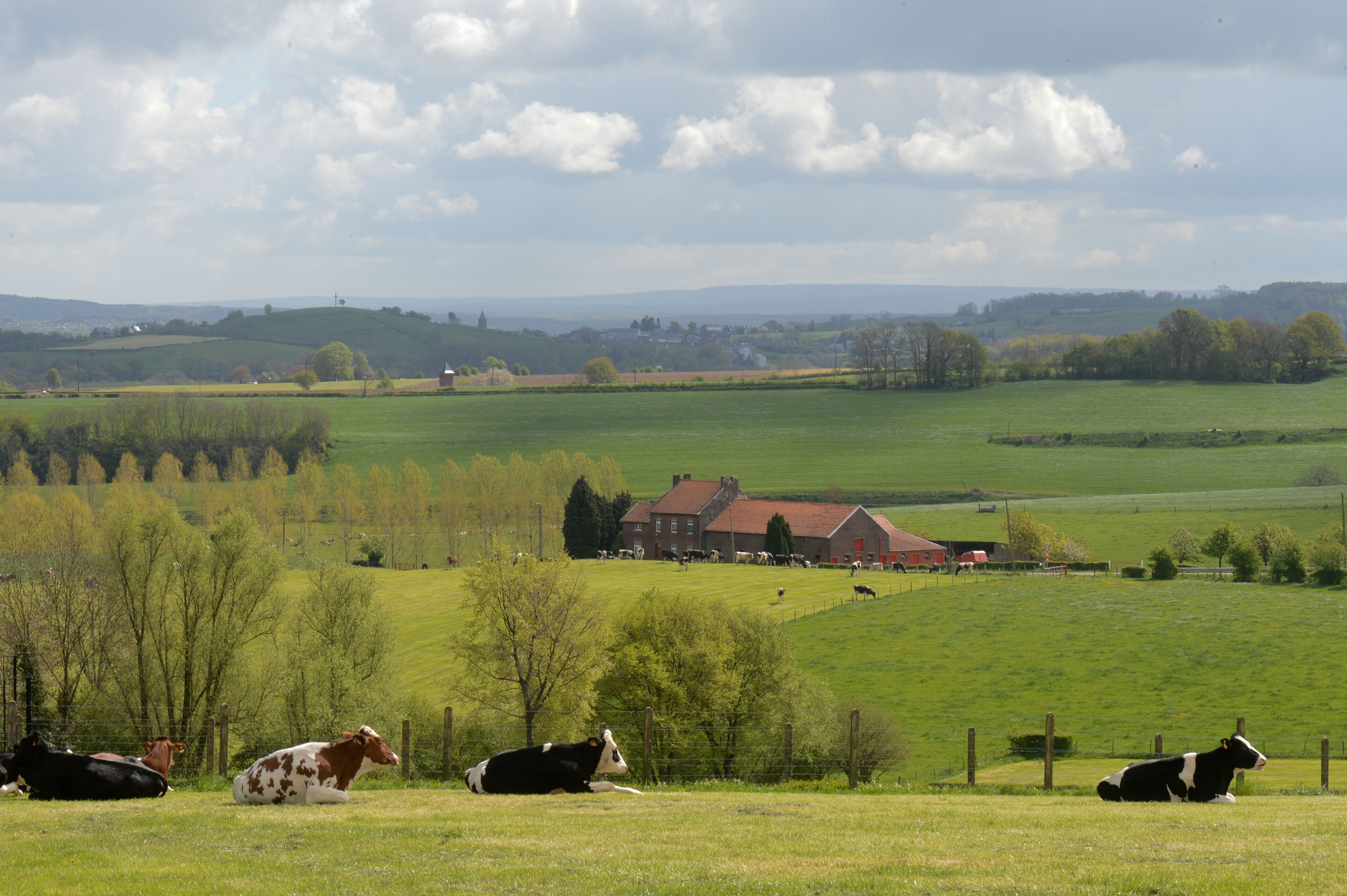 A rural landscape with cows resting in a field, a red barn, and rolling hills in the background.
