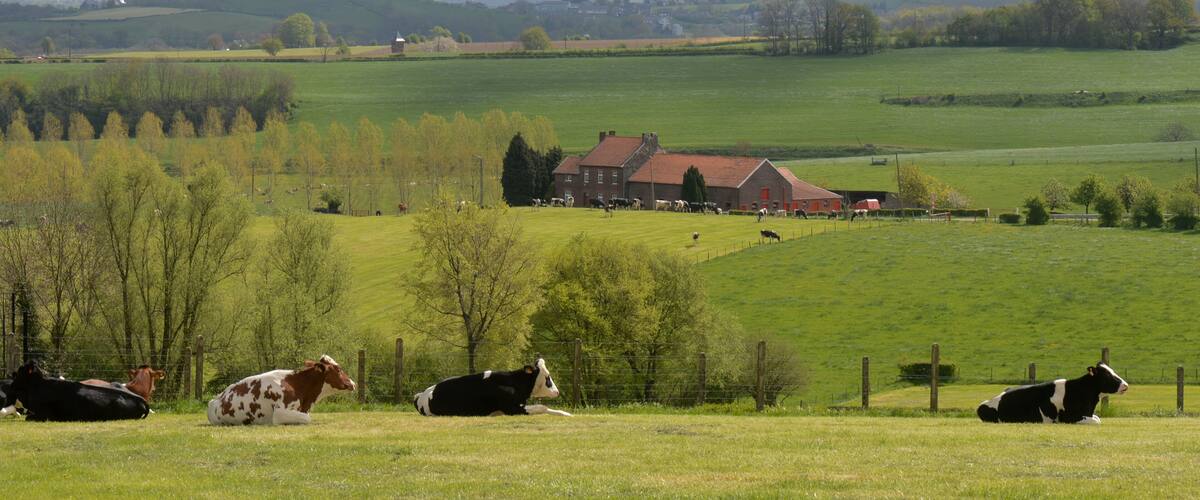 A rural landscape with cows resting in a field, a red barn, and rolling hills in the background.