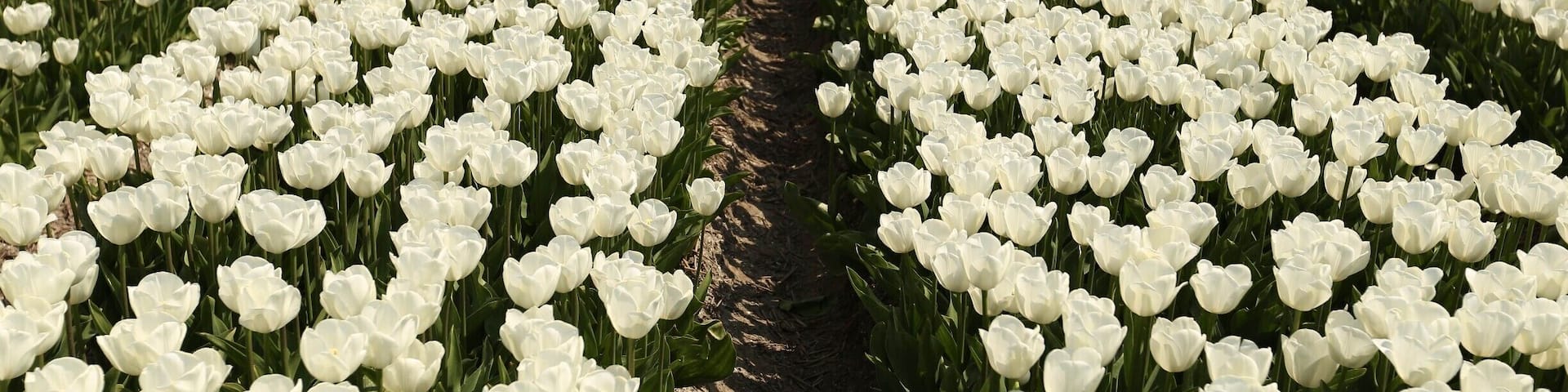 Every year in April parts of the Netherlands turn into colorful tulip fields.
Different kinds of tulips bloom in different parts of the month. Starting from March until May. If you want to be sure of a nice colorful view go in mid-April.
There are different routes to drive to follow the tulip fields. Some of the fields you can go to take pictures, others you cant. There are even some special plucking fields :)
#theNetherlands #colorful
