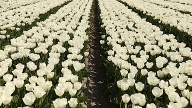 Every year in April parts of the Netherlands turn into colorful tulip fields.
Different kinds of tulips bloom in different parts of the month. Starting from March until May. If you want to be sure of a nice colorful view go in mid-April.
There are different routes to drive to follow the tulip fields. Some of the fields you can go to take pictures, others you cant. There are even some special plucking fields :)
#theNetherlands #colorful