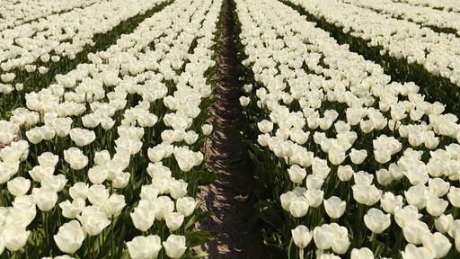 Every year in April parts of the Netherlands turn into colorful tulip fields.
Different kinds of tulips bloom in different parts of the month. Starting from March until May. If you want to be sure of a nice colorful view go in mid-April.
There are different routes to drive to follow the tulip fields. Some of the fields you can go to take pictures, others you cant. There are even some special plucking fields :)
#theNetherlands #colorful