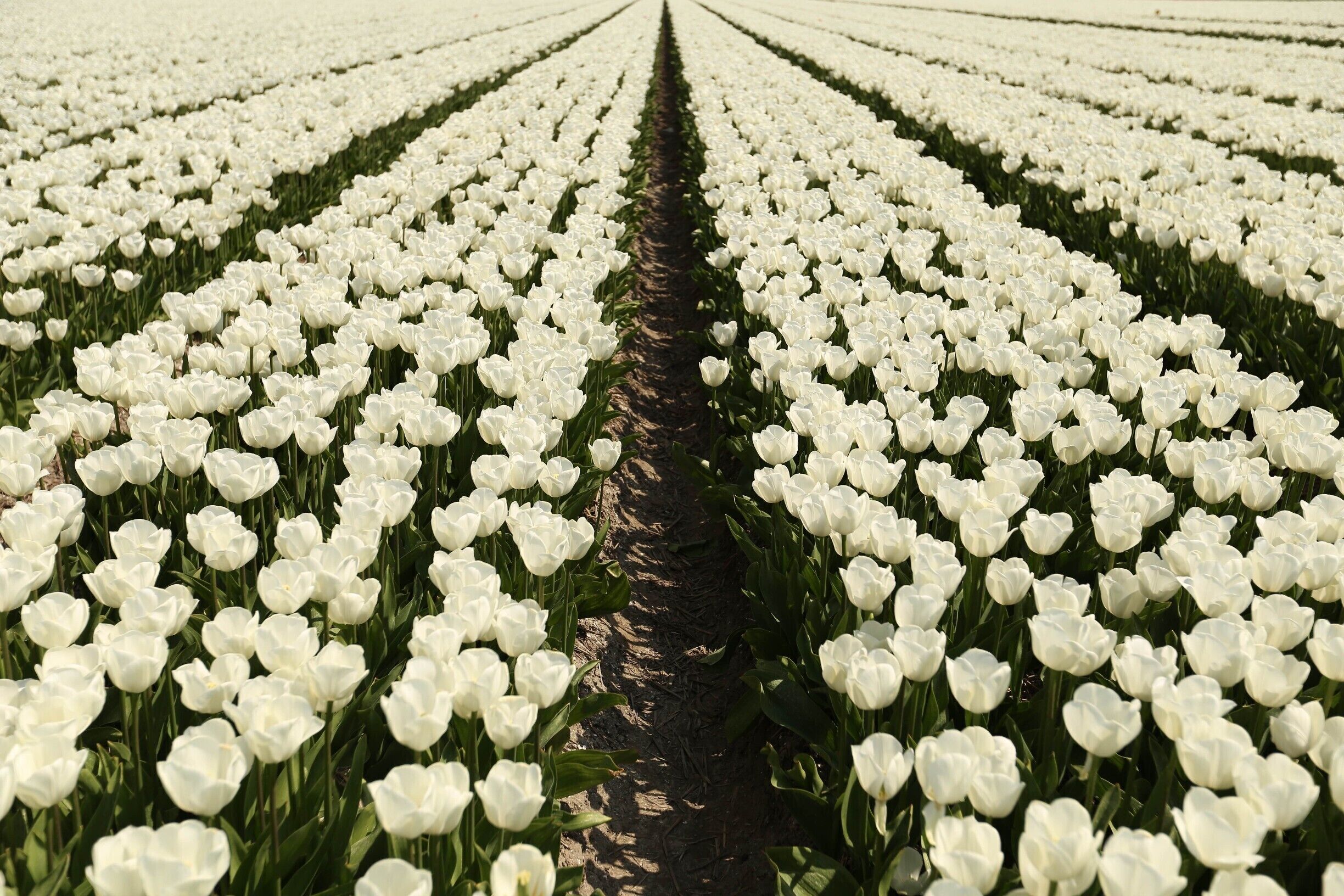 A field of white tulips in neat rows.