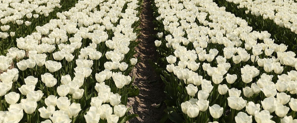 A field of white tulips in neat rows.