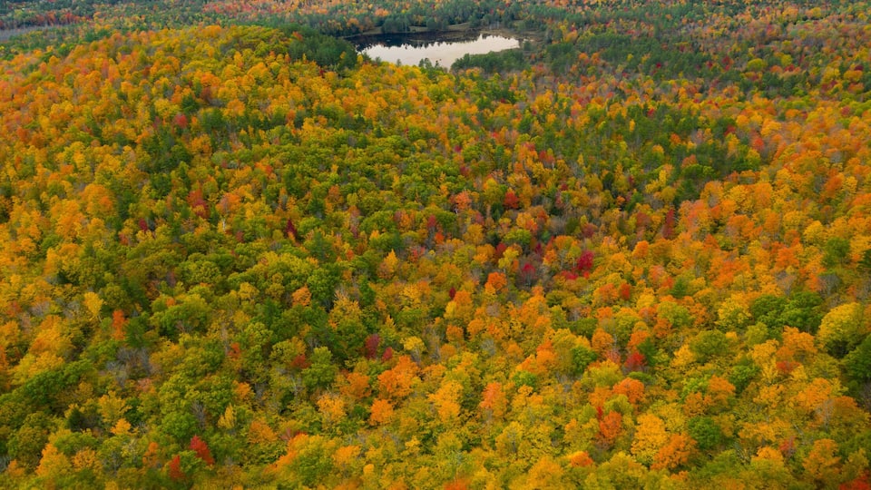 A forested landscape with a lake and distant mountains under a cloudy sky.