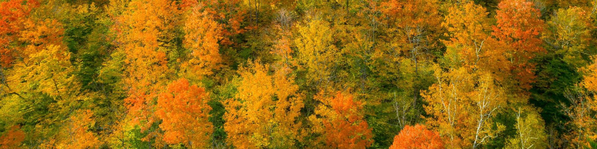 Colorful Autumn Forest in Adirondacks from Above