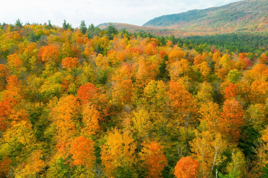 Colorful Autumn Forest in Adirondacks from Above