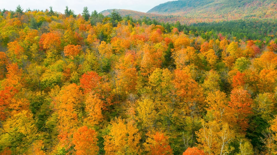 A forest with autumn foliage in shades of orange, yellow, and green.