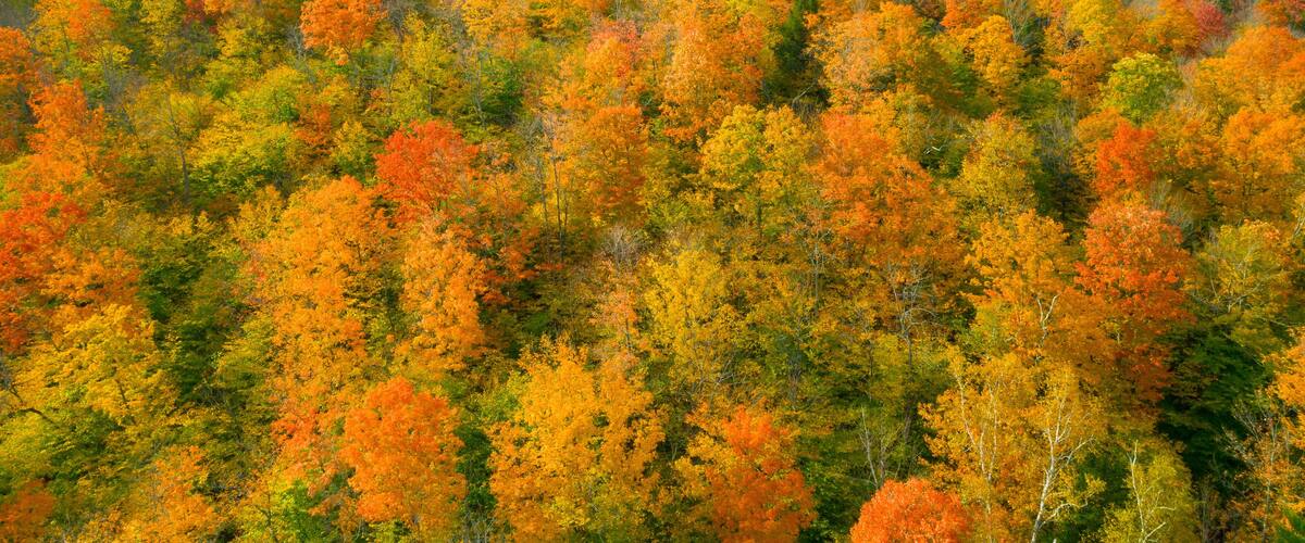 A forest with autumn foliage in shades of orange, yellow, and green.