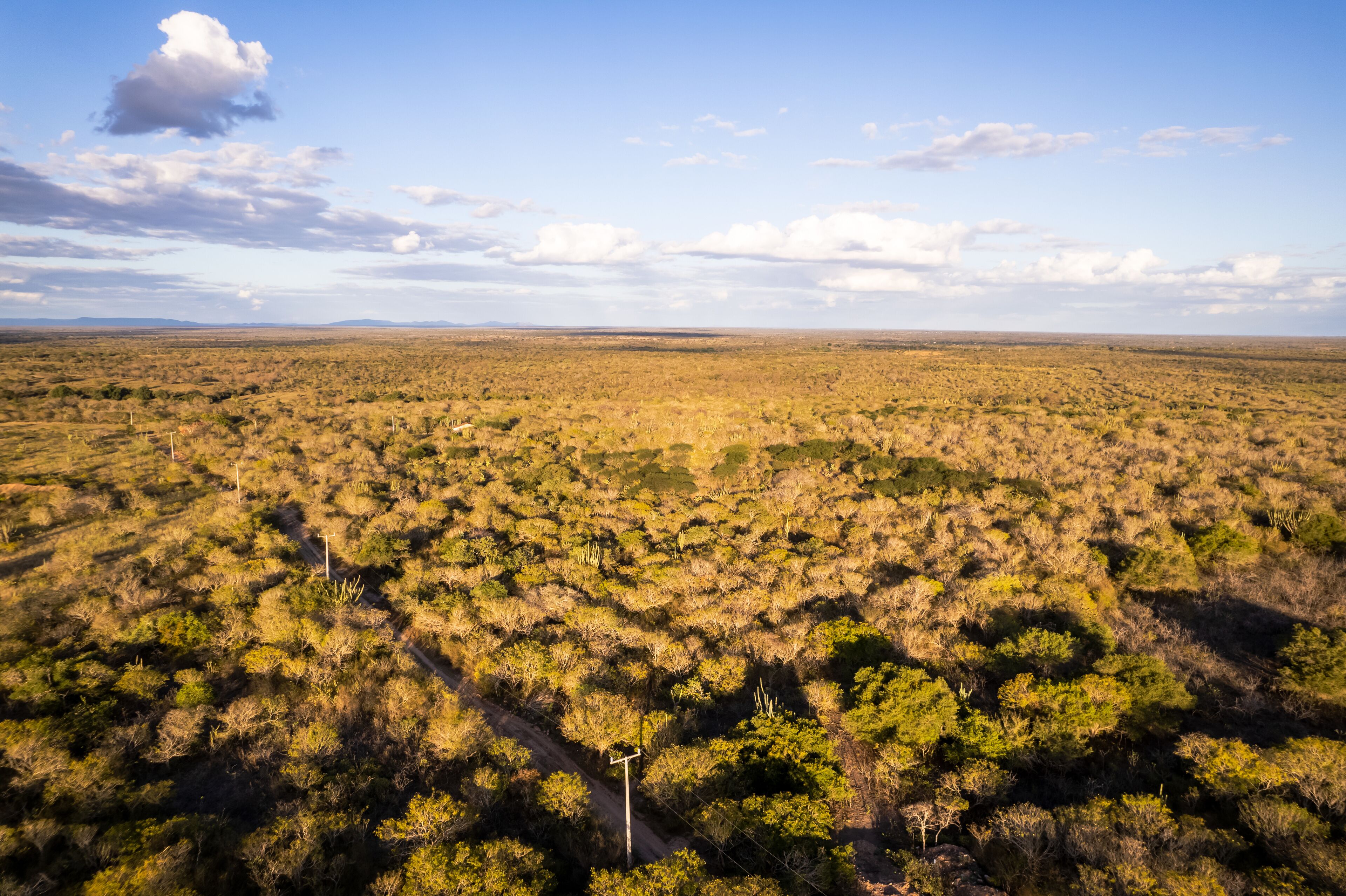 Horizonte dourado da Caatinga 