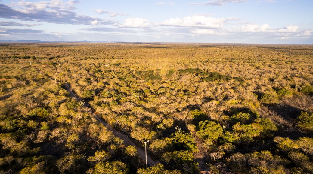 Horizonte dourado da Caatinga