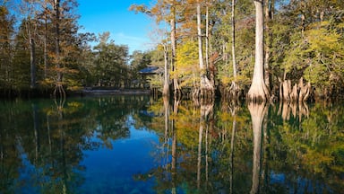 Florida freshwater springs landscape at Morrison Springs