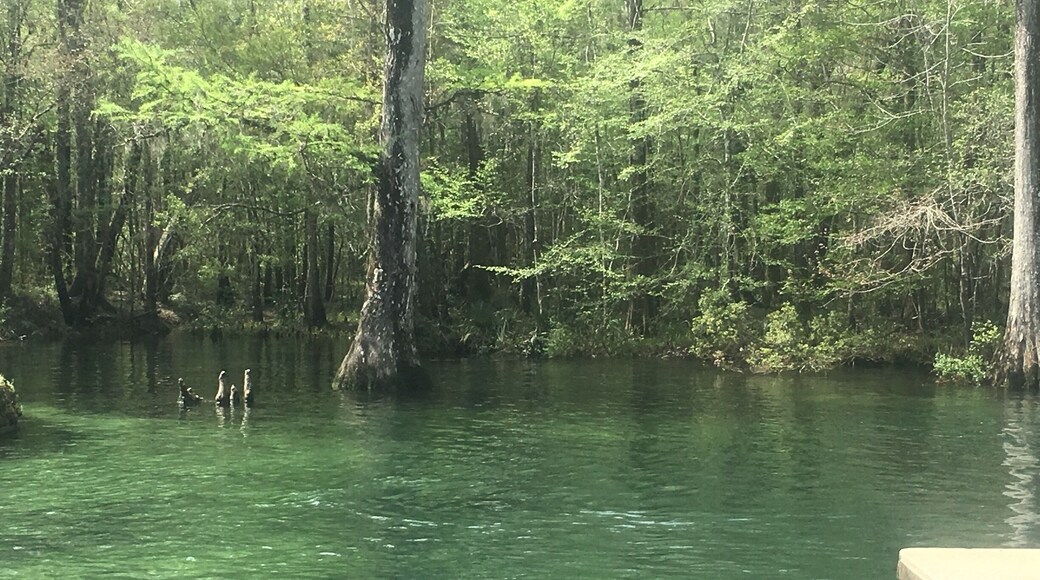 Beautiful Springs named after Juan Ponce De León who led the first Spanish expedition to Florida. 14 million gallons of water daily. Stays a constant cool 68 degrees Fahrenheit year round!