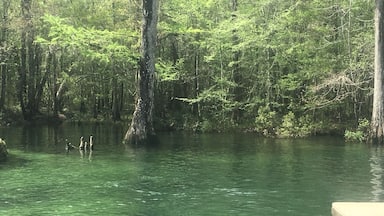 Beautiful Springs named after Juan Ponce De León who led the first Spanish expedition to Florida. 14 million gallons of water daily. Stays a constant cool 68 degrees Fahrenheit year round!