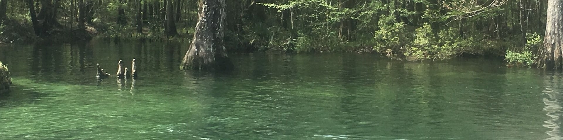 Beautiful Springs named after Juan Ponce De León who led the first Spanish expedition to Florida. 14 million gallons of water daily. Stays a constant cool 68 degrees Fahrenheit year round!