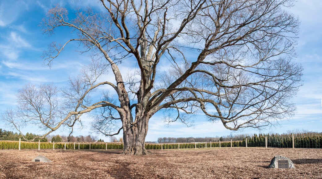 The Comfort Maple, widely thought to be the oldest Sugar Maple (Acer saccharum) tree in Canada, stands tall and proud in Pelham, Ontario.