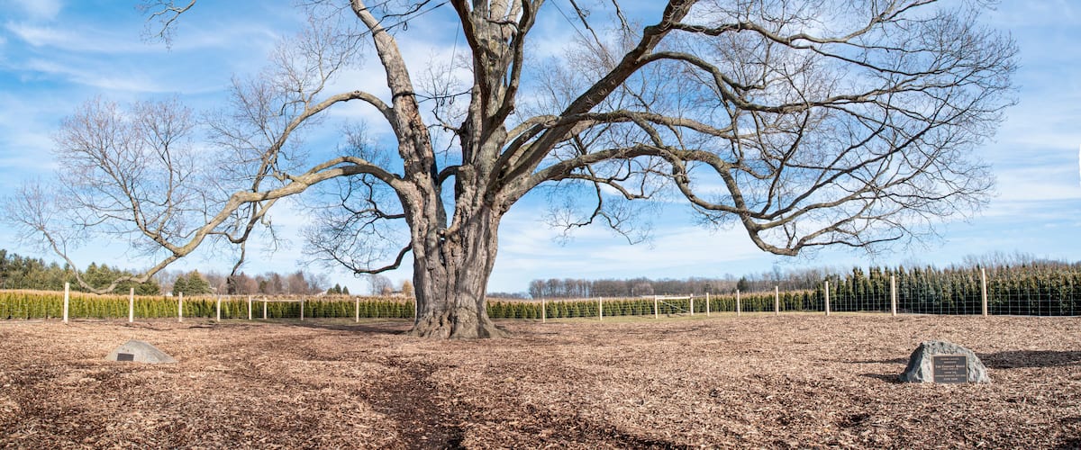 The Comfort Maple, widely thought to be the oldest Sugar Maple (Acer saccharum) tree in Canada, stands tall and proud in Pelham, Ontario.