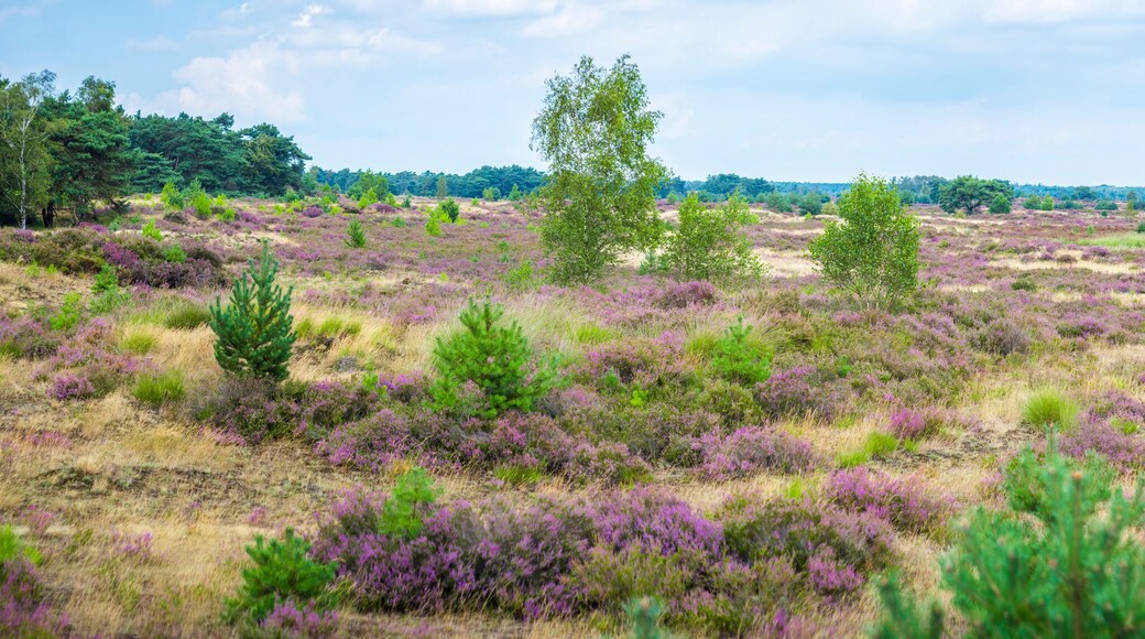 Landscape view on Kalmthout Heath with blooming purple Heather
