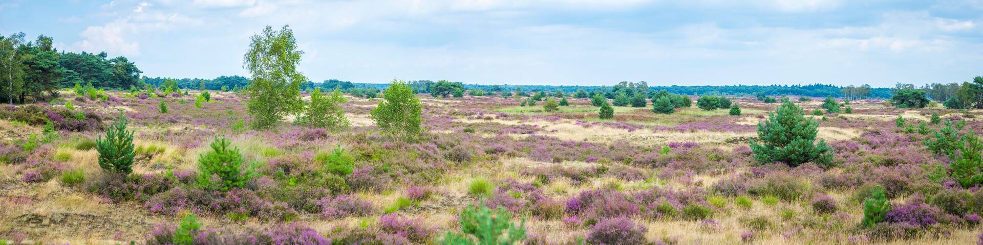 Landscape view on Kalmthout Heath with blooming purple Heather