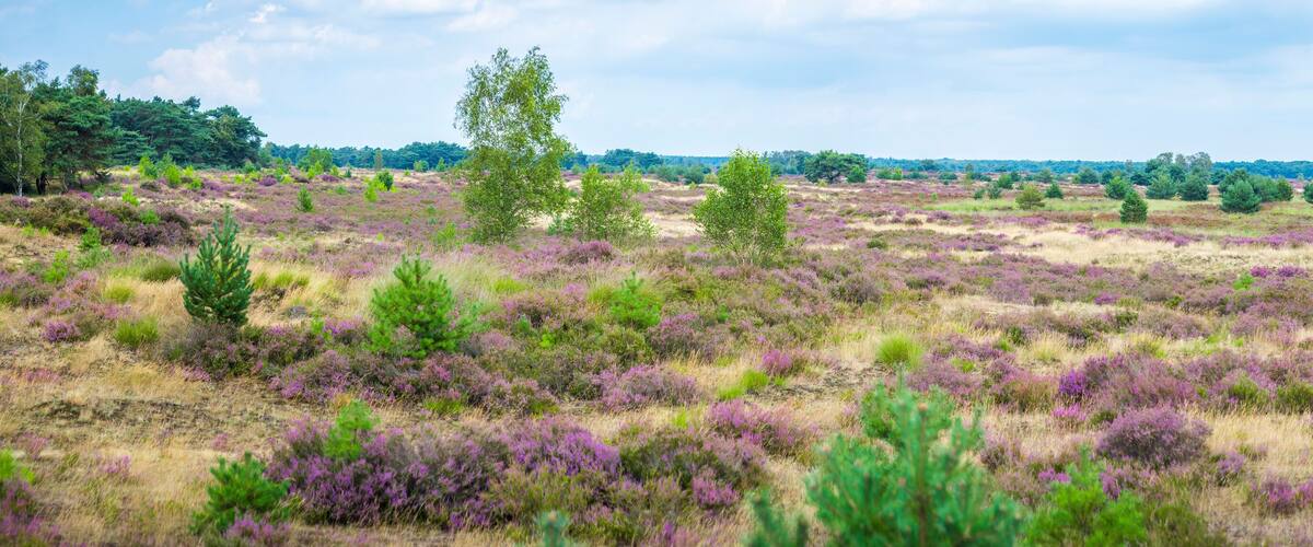 A vast heathland with purple heather, scattered trees, and a distant forest line.