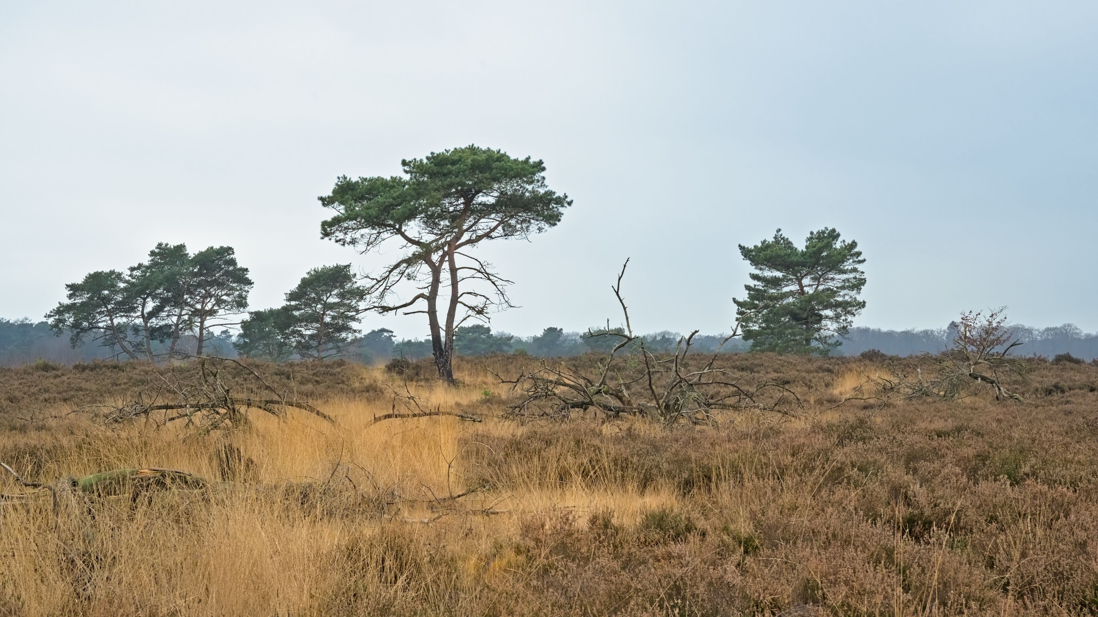 Sandy landscape with spruce trees and grass in Kalmthout heath nature reserve, Belgium 