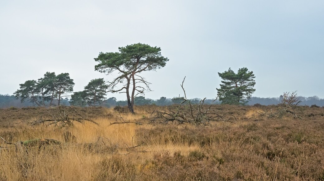 Sandy landscape with spruce trees and grass in Kalmthout heath nature reserve, Belgium