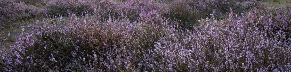 Heide in de vroege ochtend
Heith in the early morning