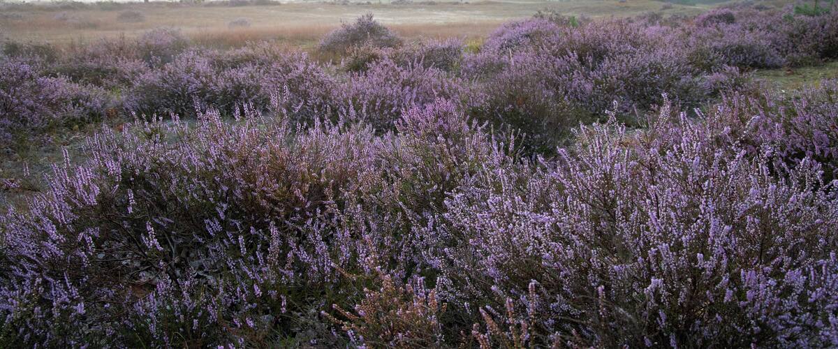 Heide in de vroege ochtend
Heith in the early morning