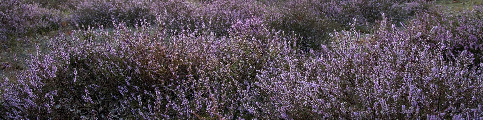 Heide in de vroege ochtend
Heith in the early morning