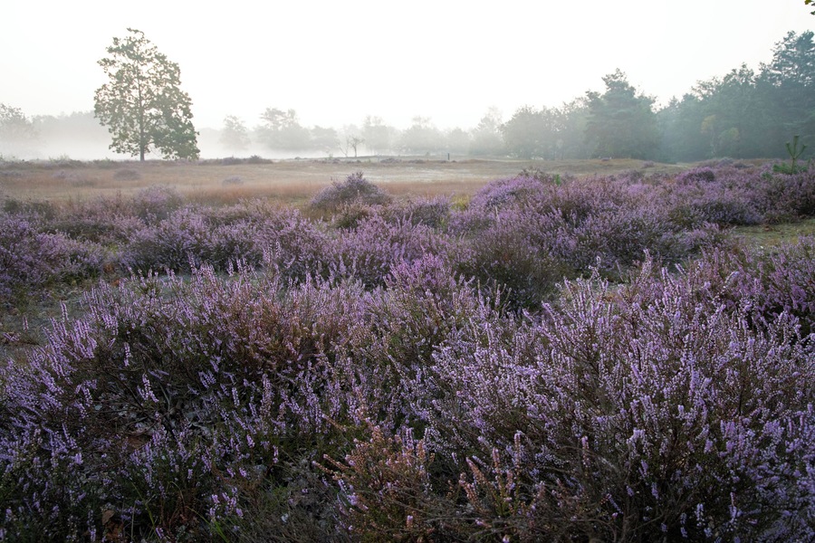 Heide in de vroege ochtend
Heith in the early morning