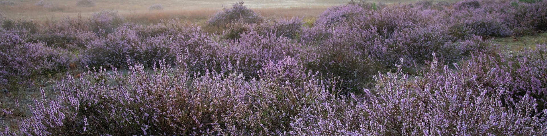 Heide in de vroege ochtend
Heith in the early morning