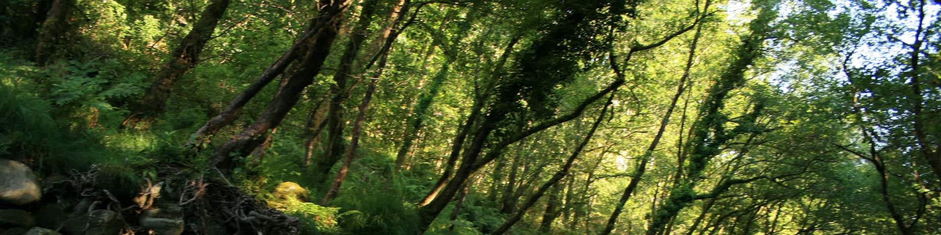 Rio Oitaven cerca de Fornelos