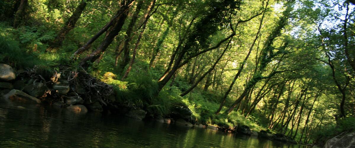 A calm river surrounded by dense forest with sunlight filtering through the trees.