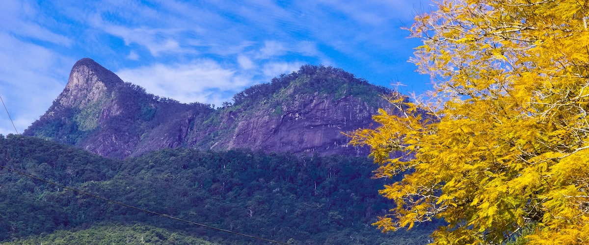 Una montaña con un pico destacado, bosque denso y un árbol con hojas amarillas.