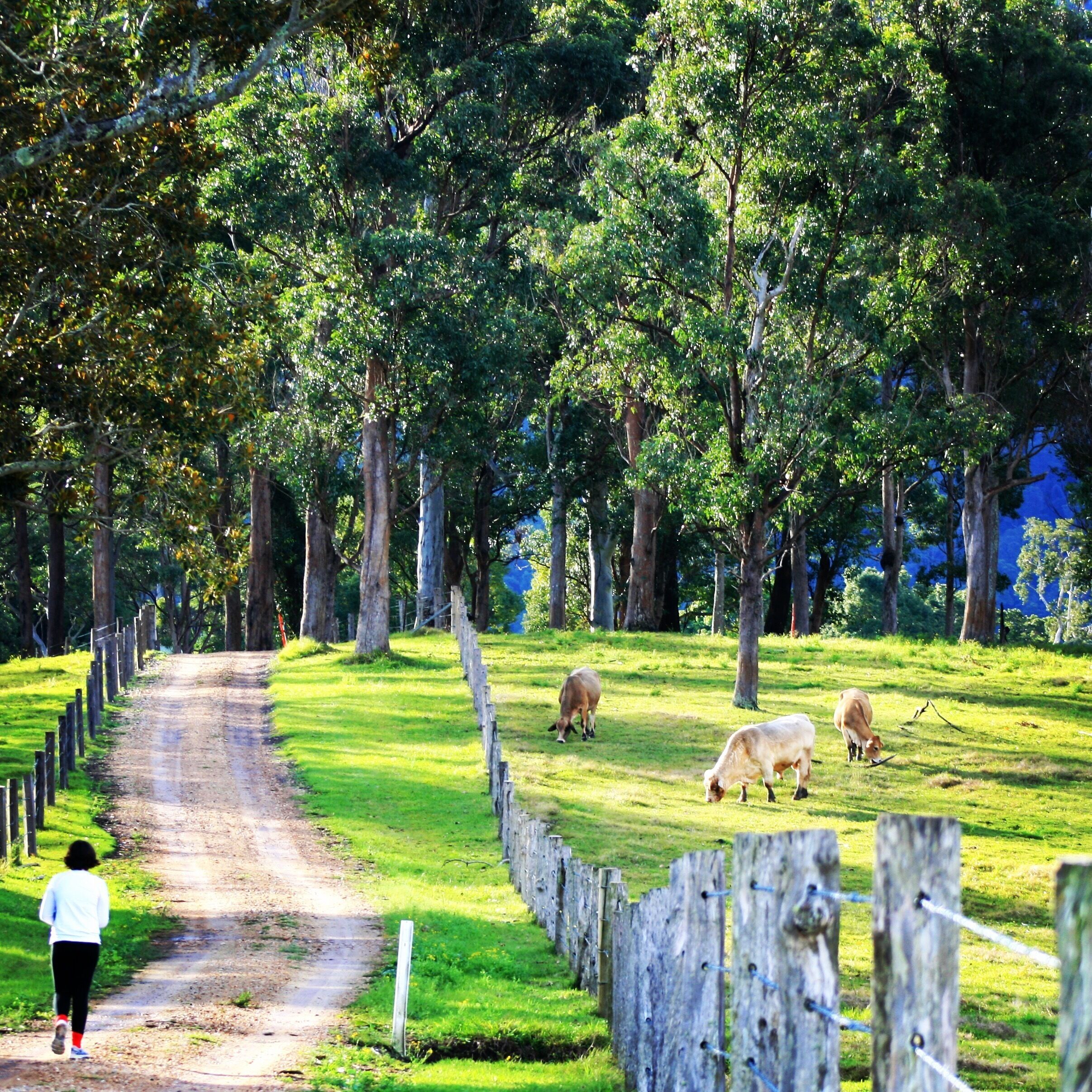 We had a lovely couple of days on this cattle property in Tyalgum. We had the fire going, perfect red wine weather with a fantastic view to Mt Warning. #weekendgetaway #colorful