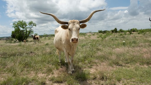 Texas longhorn steer on a Texas ranch; Christoval, Texas, United States of America