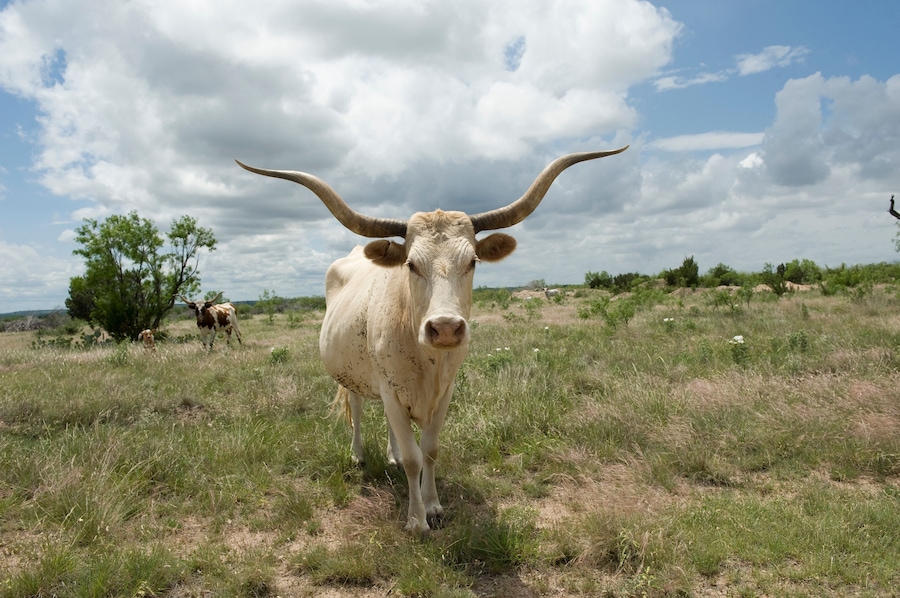 Texas longhorn steer on a Texas ranch; Christoval, Texas, United States of America