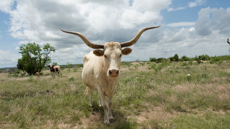 A white ox with large horns in a grassy field with trees and a cloudy sky.