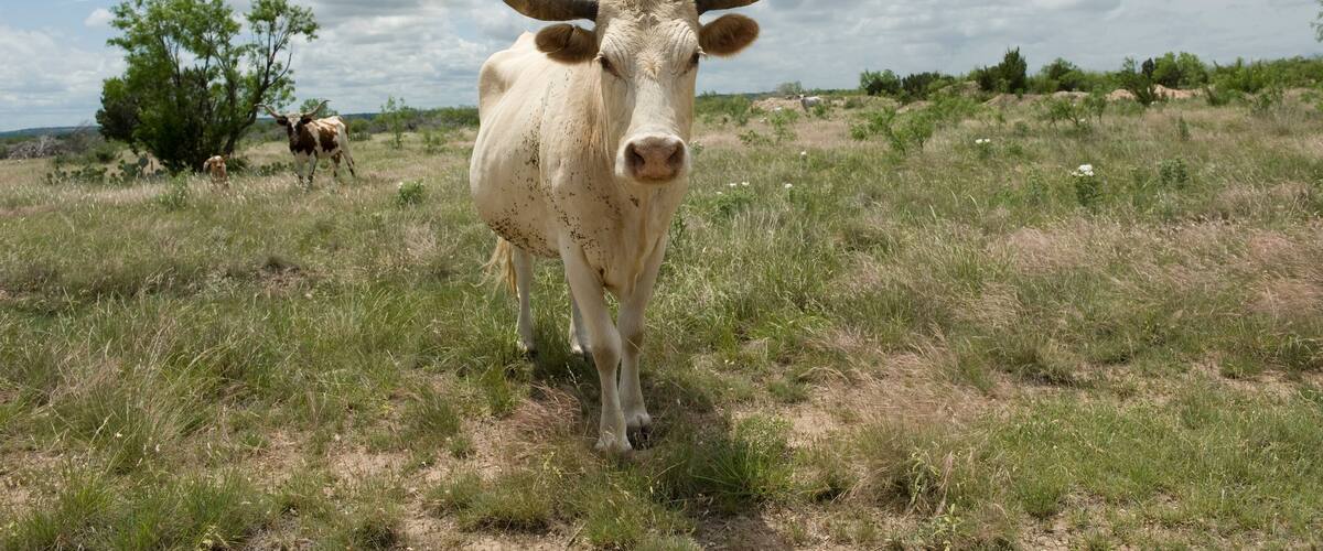 A white ox with large horns in a grassy field with trees and a cloudy sky.