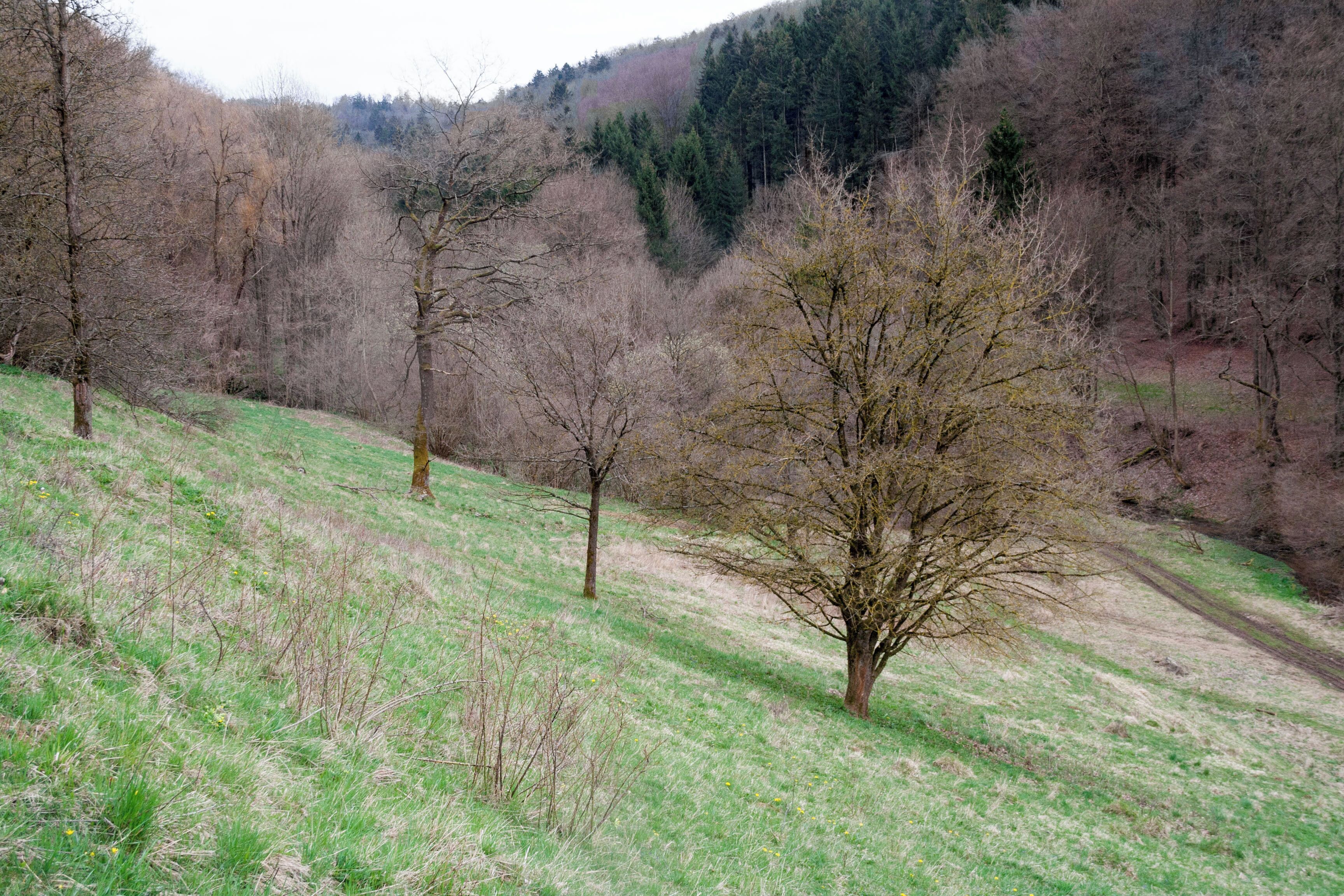 Landschaftsschutzgebiet Rohrenstädter Bachtal, Oberrohrenstadt, Berg bei Neumarkt