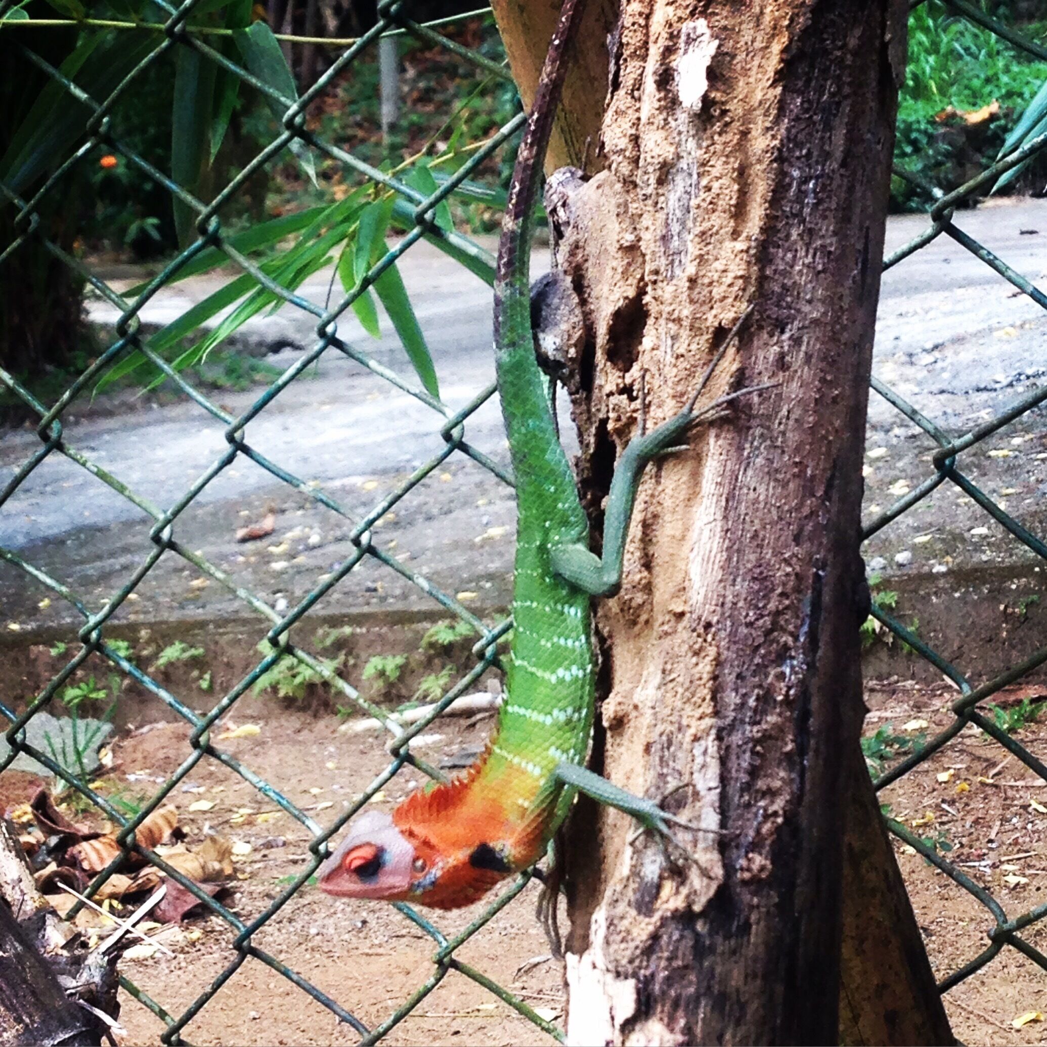 The most colourful lézards I found were in Kitulgala, Sri Lanka, coming back from a rafting trip ! #green #lifeatexpedia #srilanka