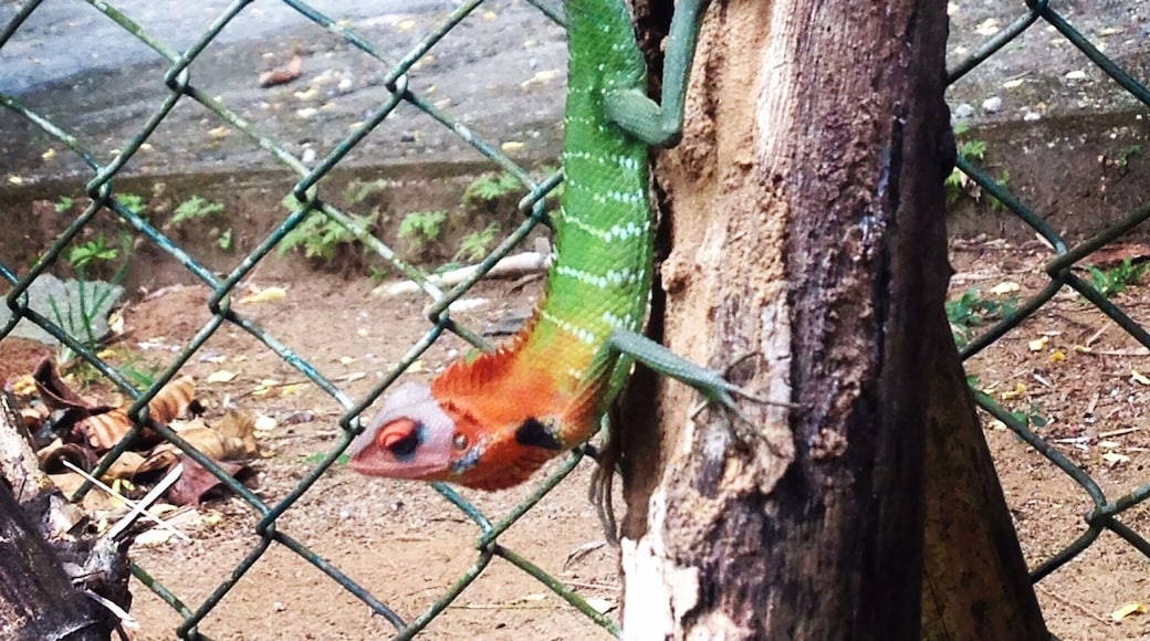 The most colourful lézards I found were in Kitulgala, Sri Lanka, coming back from a rafting trip ! #green #lifeatexpedia #srilanka